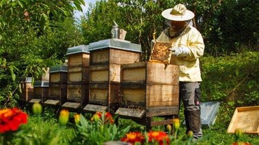 Σεμινάριο «Μάθετε τις βασικές αρχές της μελισσοκομίας και ξεκινήστε τα πρώτα σας βήματα»