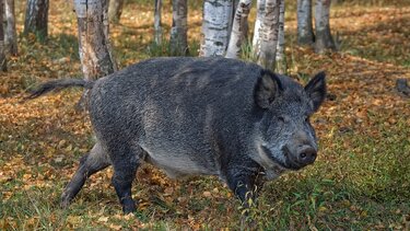 Αγριογούρουνο επιτέθηκε και τραυμάτισε κυνηγό