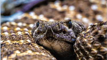 Σε κρίσιμη κατάσταση 50χρονος – Τον δάγκωσε οχιά