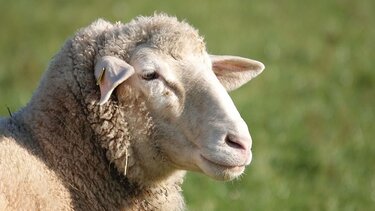 Κτηνοτροφία: Μειώθηκε η παραγωγή πρόβειου κρέατος στην Ελλάδα