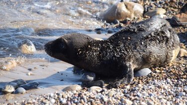 Διαφορετικά ... γεννητούρια στον Κουρεμένο!