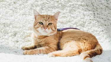 Πιάστηκε από κάμερα ασφαλείας να βασανίζει και να σκοτώνει γάτες