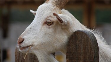 Ταμείο Ανάκαμψης: Νέα ημερομηνία για τη γενετική βελτίωση ζώων