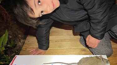 Νέα Ζηλανδία: Μαθητές σκότωσαν 600 αρουραίους σε 100 μέρες