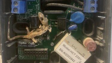 Η τύχη... εγκατέλειψε το σαμιαμίδι!