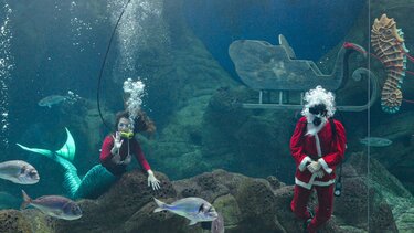 Ο Άγιος Βασίλης επέστρεψε στο Ενυδρείο Κρήτης, παρέα με μια γοργόνα!