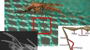 Η συμβολή της Βιοτεχνολογίας στη μάχη εναντίον των εντόμων