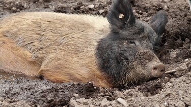 Συναγερμός με την εξάπλωση της αφρικανικής πανώλης των χοίρων