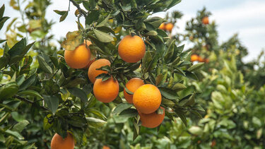 WCO: Η κλιματική αλλαγή χτύπησε τα εσπεριδοειδή