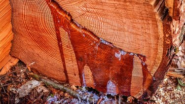 Ξεκινούν οι αιτήσεις για 181 θέσεις εργασίας ρητινεργατών 