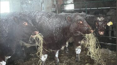 Πάγωσαν τα ζώα από την χιονοκαταιγίδα στις ΗΠΑ