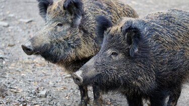 Λαμία: Περιπολίες για αγέλες από αγριόχοιρους ακόμα και στην εθνική οδό
