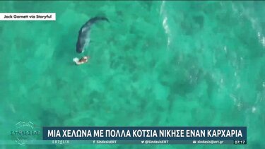 «Ατρόμητη» χελώνα με πολλά κότσια νίκησε έναν καρχαρία!