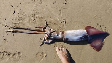 Χανιά: Τεράστιο θράψαλο ξεβράστηκε στην παραλία της Χρυσής ακτής