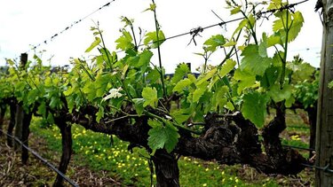 Ερώτηση Λογιάδη για την οικονομική στήριξη των αμπελουργών της Κρήτης 