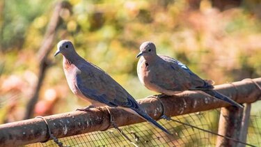 Βουλγαρία: Ξέσπασμα γρίπης των πτηνών - Θα θανατωθούν 25.000 ορτύκια