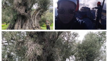 Ένα μνημείο της φύσης... ετών 3.000! Μία ελιά μάς καλεί να ανακαλύψουμε τα μυστικά της!