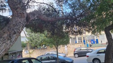 Τα δέντρα, οι ... καθρέπτες και η κατάληψη!