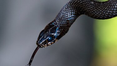 Η άμεση μεταφορά της 39χρονης ερπετολόγου στο νοσοκομείο την έσωσε από βέβαιο θάνατο