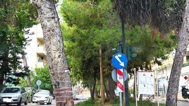 Εσπερίδα για τον ρόλο των δέντρων στον αστικό χώρο