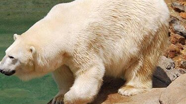 Πολική αρκούδα τραυμάτισε τρία μέλη της ίδιας οικογένειας στη Σιβηρία