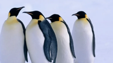 Νέα αποικία αυτοκρατορικών πιγκουίνων εντοπίστηκε στην Ανταρκτική