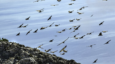 Ορνιθοτουρισμός στην Κρήτη: Πεδίο δόξας λαμπρό!