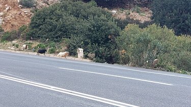 ΒΟΑΚ, ή αλλιώς, απέραντο βοσκοτόπι!