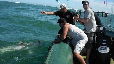 Τα λείψανα ενός αγνοούμενου βρέθηκαν στο στομάχι ενός καρχαρία