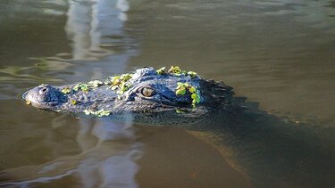 Την σκότωσε αλιγάτορας ενώ προσπαθούσε να σώσει τον σκύλο της