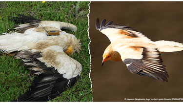 Ένα σημαντικό βήμα σε έναν μακρύ δρόμο για την προστασία της φύσης και της άγριας ζωής
