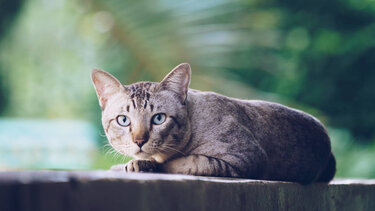 Σύλληψη 33χρονου για κακοποίηση γάτας στον Κολωνό