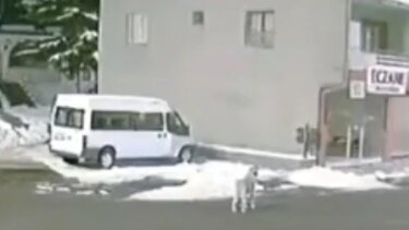 Το viral βίντεο που φέρεται να δείχνει σκύλο να προειδοποιεί τους ανθρώπους για τον σεισμό