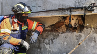 Σεισμός στην Τουρκία: Δυο σκυλάκια ανασύρθηκαν ζωντανά από τα ερείπια 