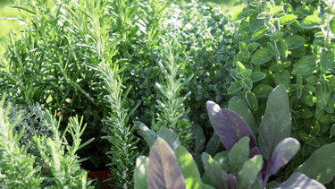 Ξεφυτρώνουν μποστάνια στις αθηναϊκές ταράτσες!