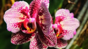 Μυτιλήνη: Οι ορχιδέες του απολιθωμένου δάσους