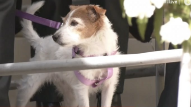 Τέμπη: Το σκυλάκι που επέζησε από τη σύγκρουση και έψαχνε τα αφεντικά του