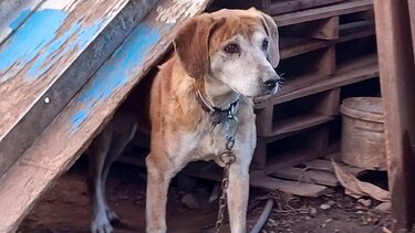 Ελεύθερος ο άνδρας που συνελήφθη για την κακοποίηση των ζώων του