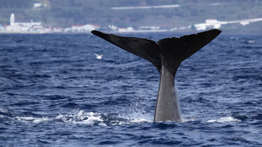 Αυστραλία: Σε «απόσταση αναπνοής» από φάλαινα βρέθηκαν λουόμενοι