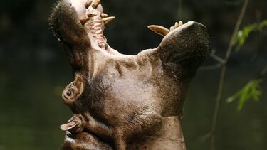 Ιπποπόταμος του Εσκομπάρ παρασύρθηκε και σκοτώθηκε από φορτηγό