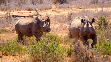 Μεγάλο διεθνές ερευνητικό πρόγραμμα ανέλυσε το γονιδίωμα 240 διαφορετικών θηλαστικών, μεταξύ αυτών και του ανθρώπου