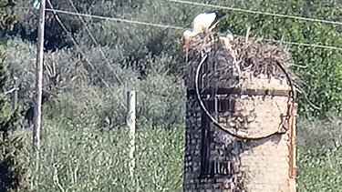 Τι κάνουν οι πελαργοί στην ... Ένωση Πεζών;