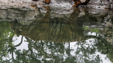 Καλά νέα για τις τίγρεις στην Ινδία: Ανακάμπτει με εντυπωσιακό ρυθμό ο πληθυσμός τους