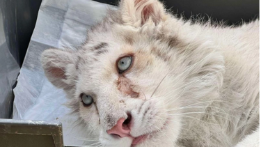 Έγινε ευθανασία στο λευκό τιγράκι Χασίγια