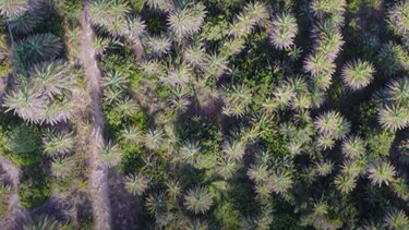 Βάι: Η εκπληκτική ομορφιά του εμβληματικού φοινικοδάσους από ψηλά