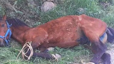 Σοκ με το άλογο με τα δεμένα πόδια που κρεμόταν σε πλαγιά στην Τζιά