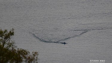  Βασιλική ζαργάνα στη παραλία Καραθώνας στο Ναύπλιο 
