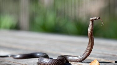 Οχιά «τρύπωσε» σε σπίτι στη Λαμία