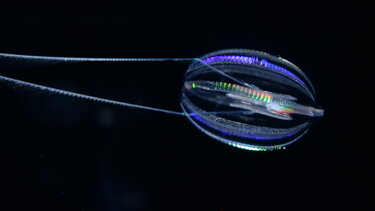 Πώς έμοιαζαν τα πρώτα ζώα;