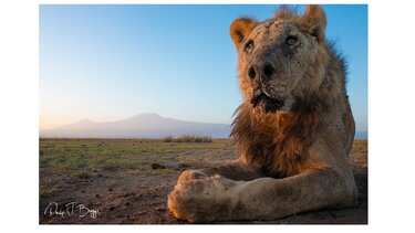  Ένα λιοντάρι κυκλοφορούσε αμέριμνο για δύο ώρες στο Καράτσι!